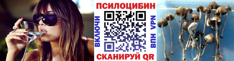 Купить где  Обоянь  Галлюциногенные грибы Psilocybine cubensis 
